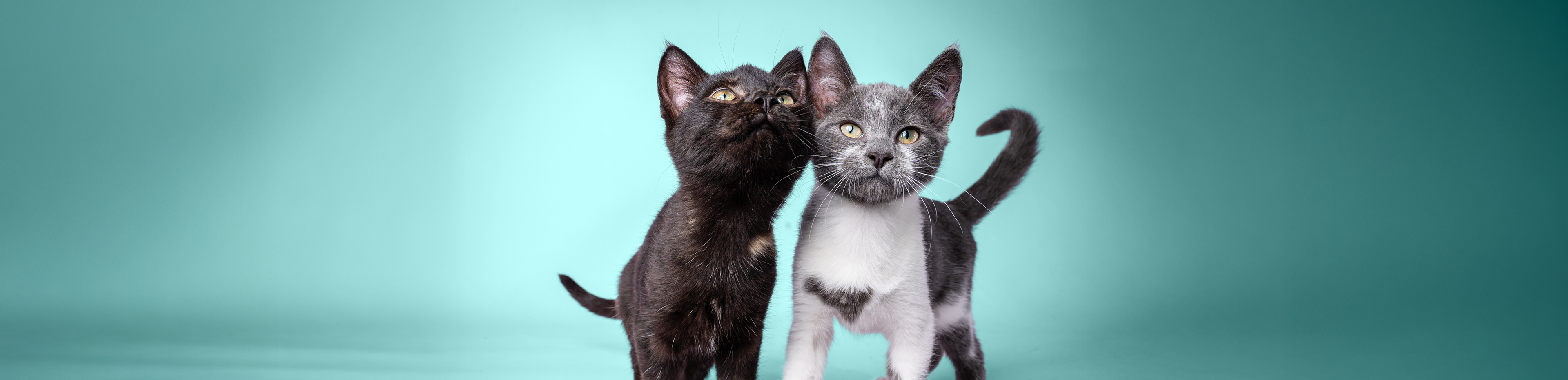 rspca